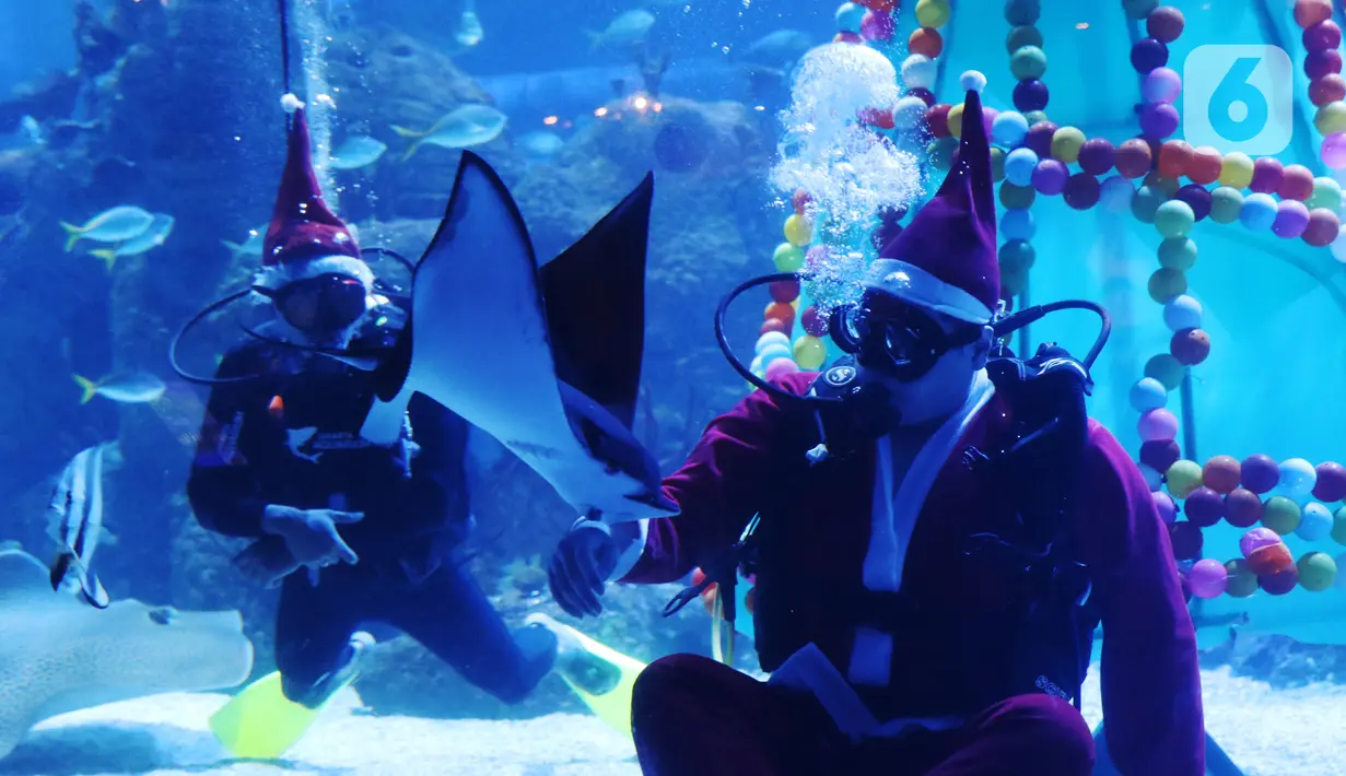 Penyelam berkostum sinterklas meyapa pengunjung di dalam air yang dihias pohon natal di Jakarta Aquarium dan Safari, Mal Neo Soho, Grogol, Jakarta, Kamis (24/12/2020). Pertunjukan tersebut untuk mengisi libur Natal dan Tahun Baru 2021. (Liputan6.com/Angga Yuniar)