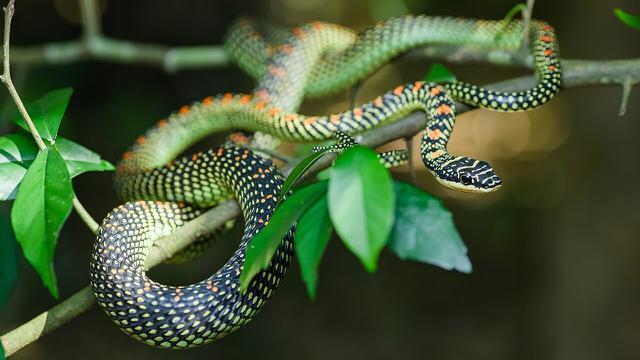 Paradise Tree Snake
