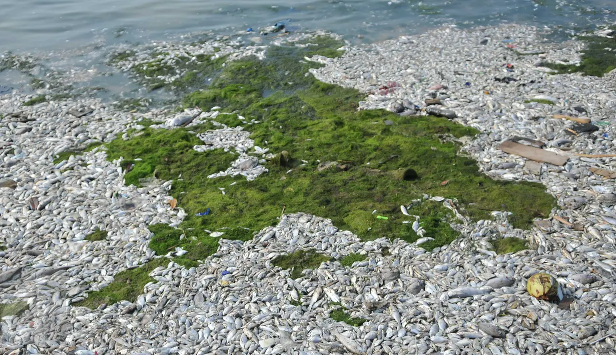Ribuan ikan mati di sepanjang reklamasi pantai Ancol, Jakarta (30/11/2015). Ribuan ikan yang mati dan terdampar di pantai ini diduga akibat tercemar limbah industri. (Liputan6.com/Gempur M Surya)