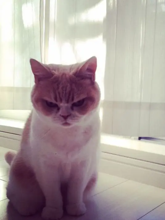 Koyuki yang berwarna kuning kemerahan seperti kunyit ini begitu mencuri perhatian gara-gara wajah galaknya. Kucing betina berusia 9 tahun tersebut seolah ingin mencakar siapapun yang menatap wajahnya. (instagram.com/marugaodesuyo)