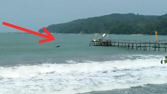 Setelah beberapa kali menghilang, buaya sepanjang 3 meter mulai mendekati pelabuhan transit pelelangan ikan, warga sekitar di Pangandaran