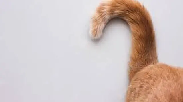 Ingat ya Para Pemilik Anabul, Kucing Sangat Benci 5 Hal yang Sering Kamu Lakukan Terhadap Mereka(Sumber: freepik)