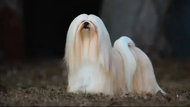 Lhasa Apso