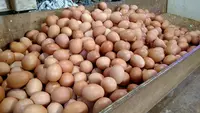 Harga Pangan Hari Ini: Telur Naik Rp 2.000 di Pasar Kebayoran Lama