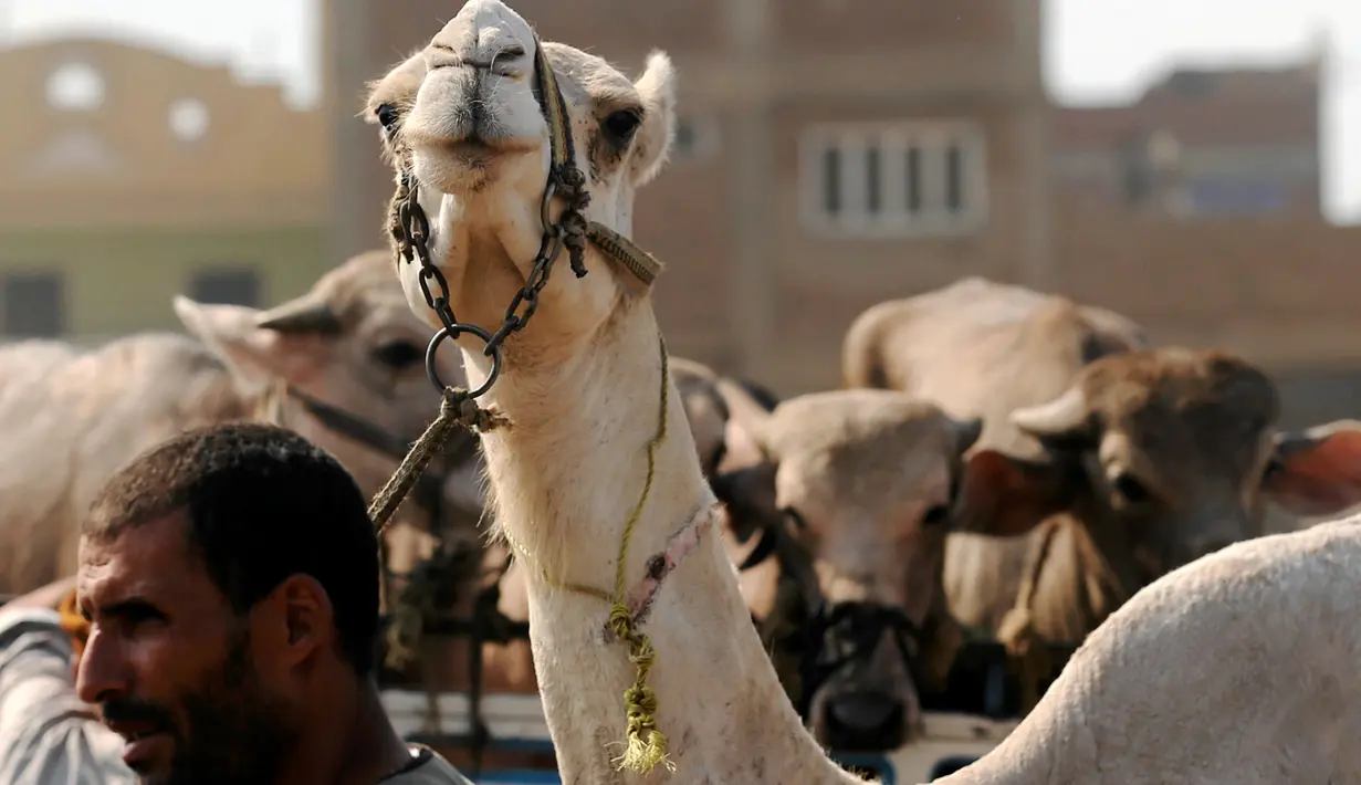 Seorang pedagang menjajakan unta di pasar ternak untuk hewan kurban menjelang perayaan Idul Adha di Desa Al Manashi di Giza, Kairo, Mesir, Rabu (7/9). (REUTERS/Mohamed Abd El Ghany)
