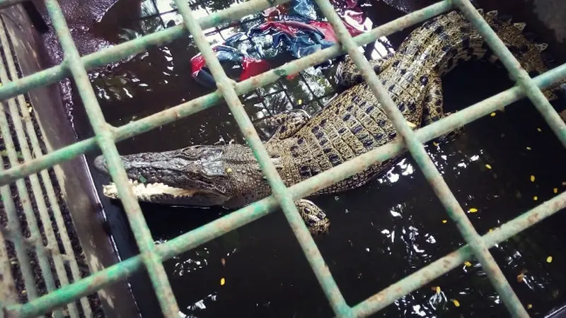 Buaya muara di Sungai Siak yang dievakuasi ke Kebun Binatang Kasang Kulim.