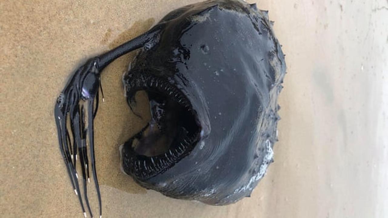 Ikan Anglerfish (The Guardian/Ben Estes)