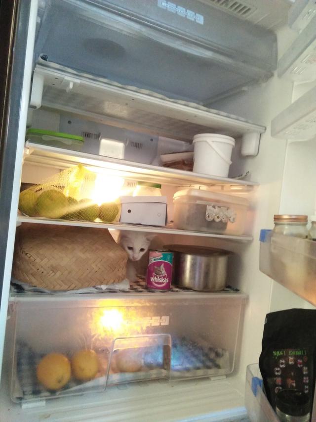 6 Potret Kucing di Dalam Kulkas Ini Bikin Geleng Kepala, Bak Main Petak Umpet