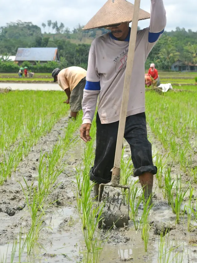 Petani di Cingebul Kecamatan Lumbir mendangir atau menyiangi rumput dengan roda bergerigi dalam sistem SRI Organik. (Foto: Liputan6.com/Muhamad Ridlo)