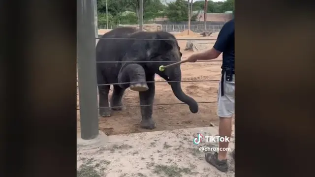 Aksi Gajah Kebun Binatang Praktikkan Gerakan Yoga, Tak Kalah Fleksibel dari Manusia