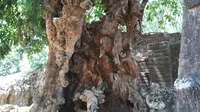 Pohon Klengkeng di Gua Sunyaragi Cirebon belakangan mendapat julukan pohon jomblo karena berdiri sendiri dan tak berbuah. Foto (Liputan6.com / Panji Prayitno)