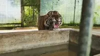 Harimau Sumatra yang pernah dievakuasi dari habitatnya karena masuk pasar di Kabupaten Indragiri Hilir, Riau. (Liputan6.com/M Syukur)
