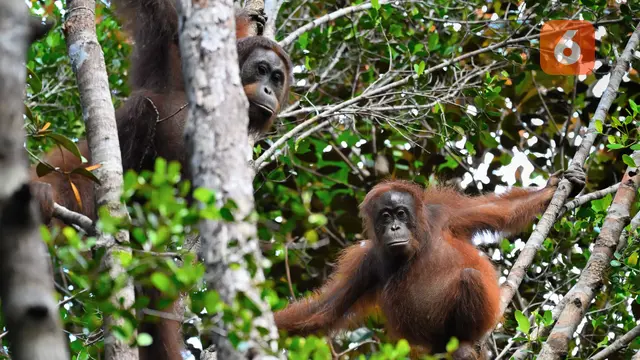 Orang utan di TRC Mangkutup