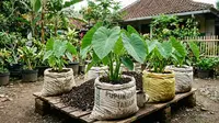 Cara Menanam Talas dalam Karung agar Umbinya Besar dan Berkualitas
