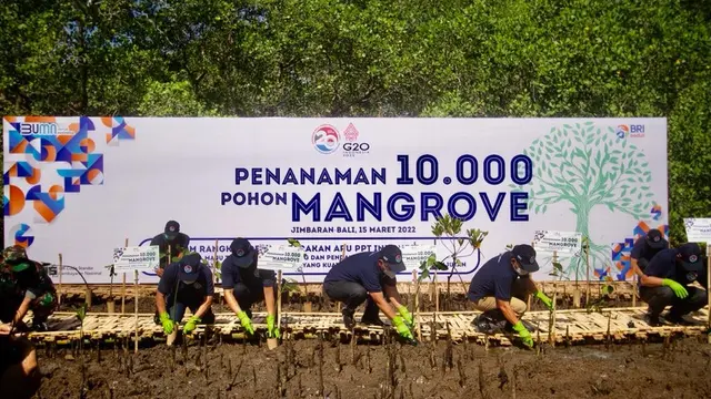 Penanaman 10.000 Mangrove BRI.