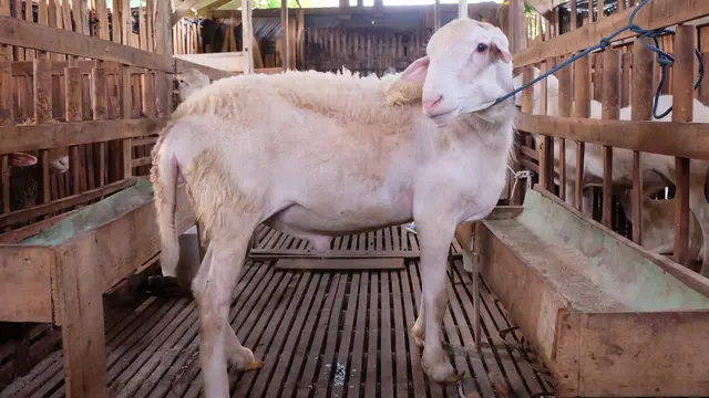 Kambing