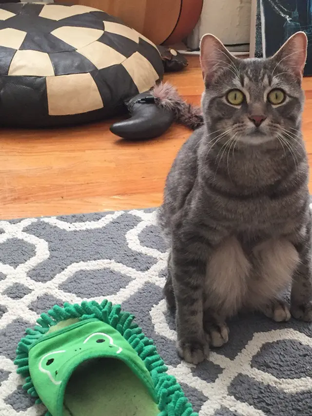 kucing duduk jongkok (foto: boredpanda)