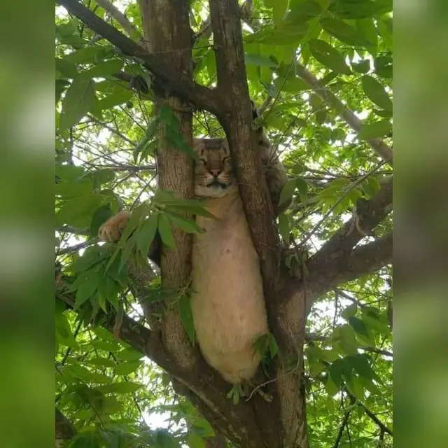 6 Lokasi Kucing Tidur Ini Tidak Biasa, Bikin Geleng Kepala