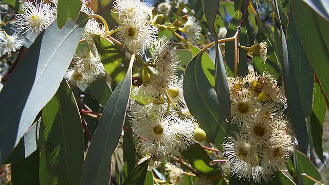 Eucalyptus