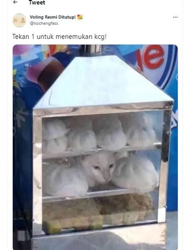 6 Tingkah Kucing Putih Saat Berkamuflase, Sulit Ditemukan