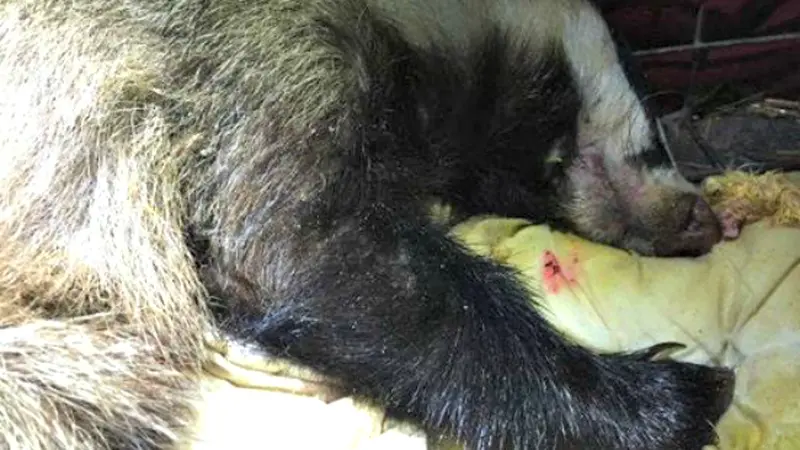 Musang Ini Mencuri Bir Untuk Mabuk-mabukan