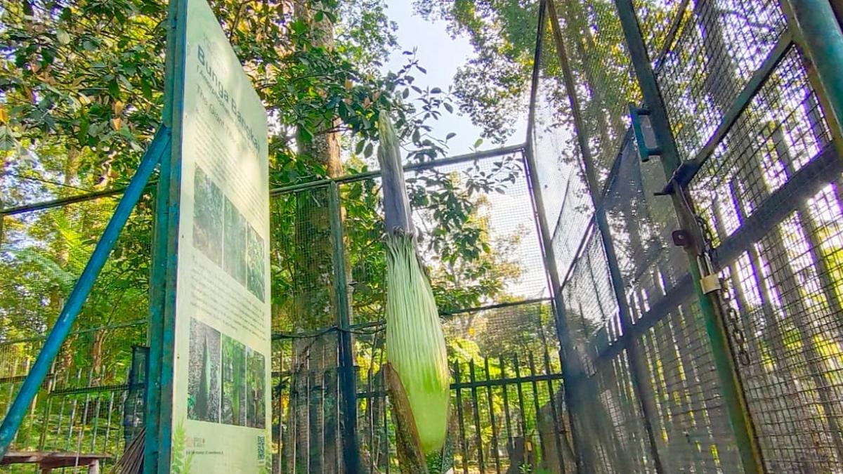 Usai Kabar Pengunjung Bayar Karcis Berkali-Kali, Kebun Raya Cibodas Bakal Terapkan Sistem Satu Pintu