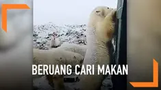 Seorang warga merekam momen saat beberapa beruang kutub mendekati pemukiman warga dan mencari makanan dari tumpukan sampah.