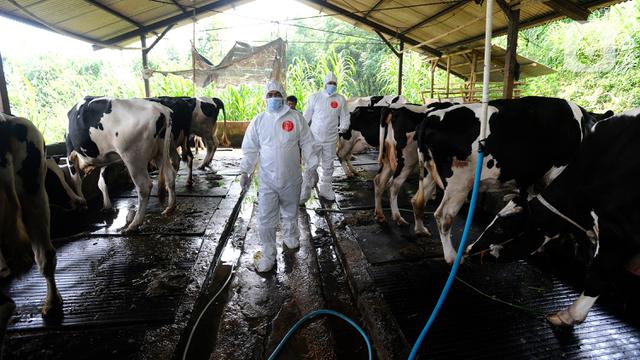 FOTO: Vaskinasi PMK di Pusat Sapi Perah Terbesar Bogor
