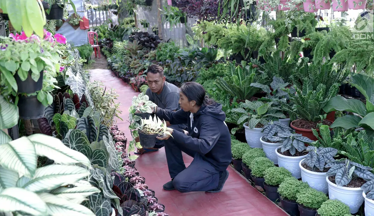 Pengunjung memilih tanaman yang dijual dalam pameran Flora dan Fauna 2018 di Taman Lapangan Banteng, Jakarta, Selasa (21/7). Pameran menampilkan berbagai jenis tanaman dan hewan. (Liputan6.com/Immanuel Antonius)