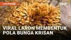 Seorang warganet membagikan momen unik saat laron muncul di musim pancaroba kini. Alih-alih beterbangan secara acak, perekam mendapati laron berkumpul dalam posisi tidak biasa di teras rumahnya. Laron berkumpul di beberapa titik terpusat hingga terbe...