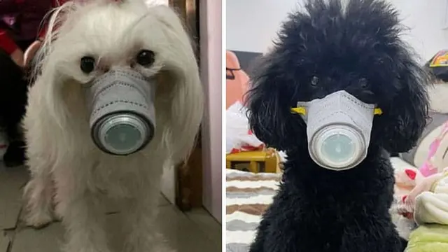 Anjing Pakai Masker di China