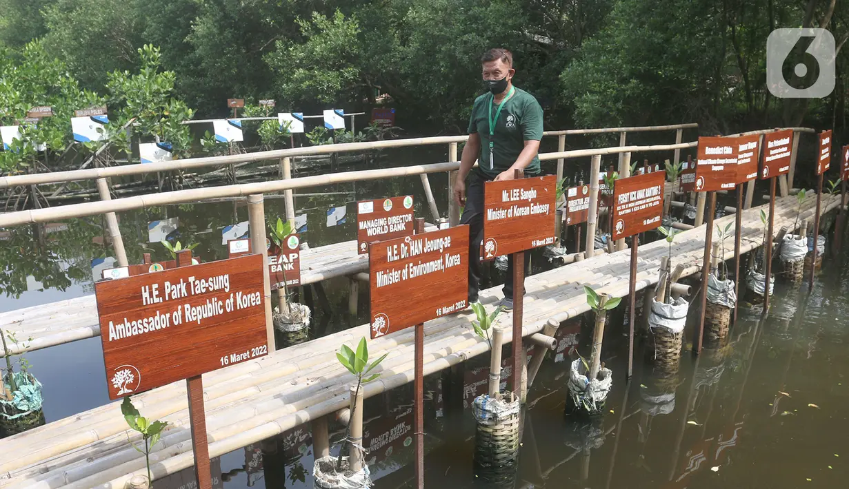 Pengunjung saat berjalan di Taman Wisata Alam Mangrove, Angke Kapuk, Jakarta, Kamis (23/6/2022). Kawasan hijau seluas 99,82 hektare ini dikenal sebagai kawasan konservasi alam mangrove yang dimanfaatkan untuk wisata dan rekreasi alam. (merdeka.com/Arie Basuki)