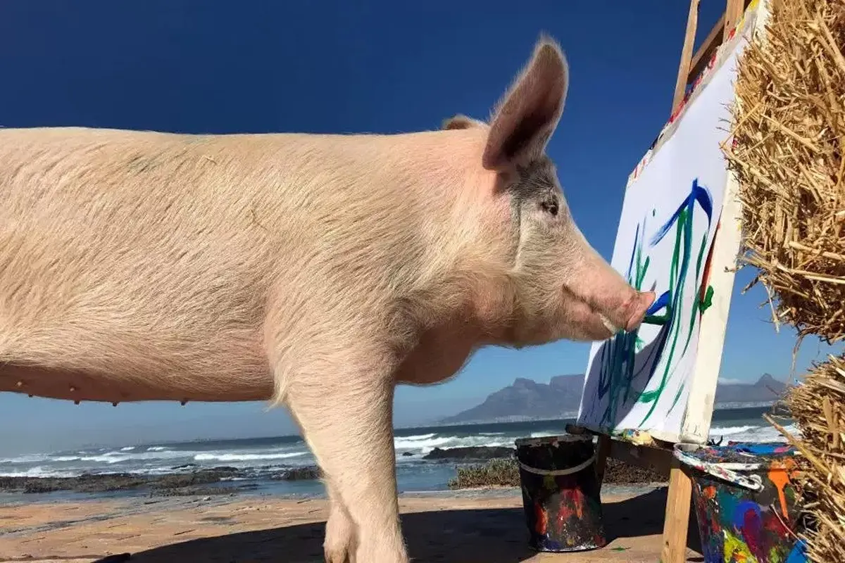 Babi yang dinamakan Pigcasso ini pandai melukis dan bisa menelurkan berbagai lukisan abstrak (mirror.co.uk)