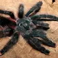 Avicularia avicularia, salah satu tarantula pemakan burung. (The Telegraph)