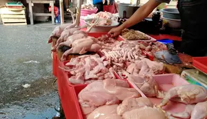 Harga Ayam Tembus Rp 50.000 per Kg, Ukuran Daging Dijual Kian Mengecil