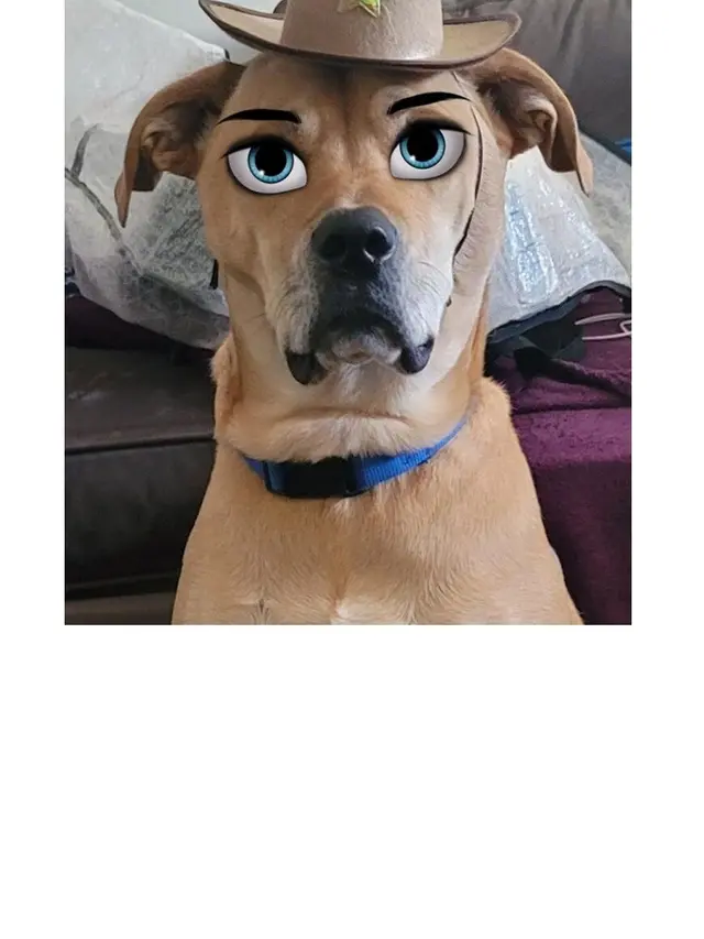 7 Potret Hewan Peliharaan saat Pakai Filter HP Ini Bikin Gemas