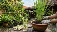7 Cara Menanam Serai dari Sisa Batang Dapur, Mudah dan Hemat