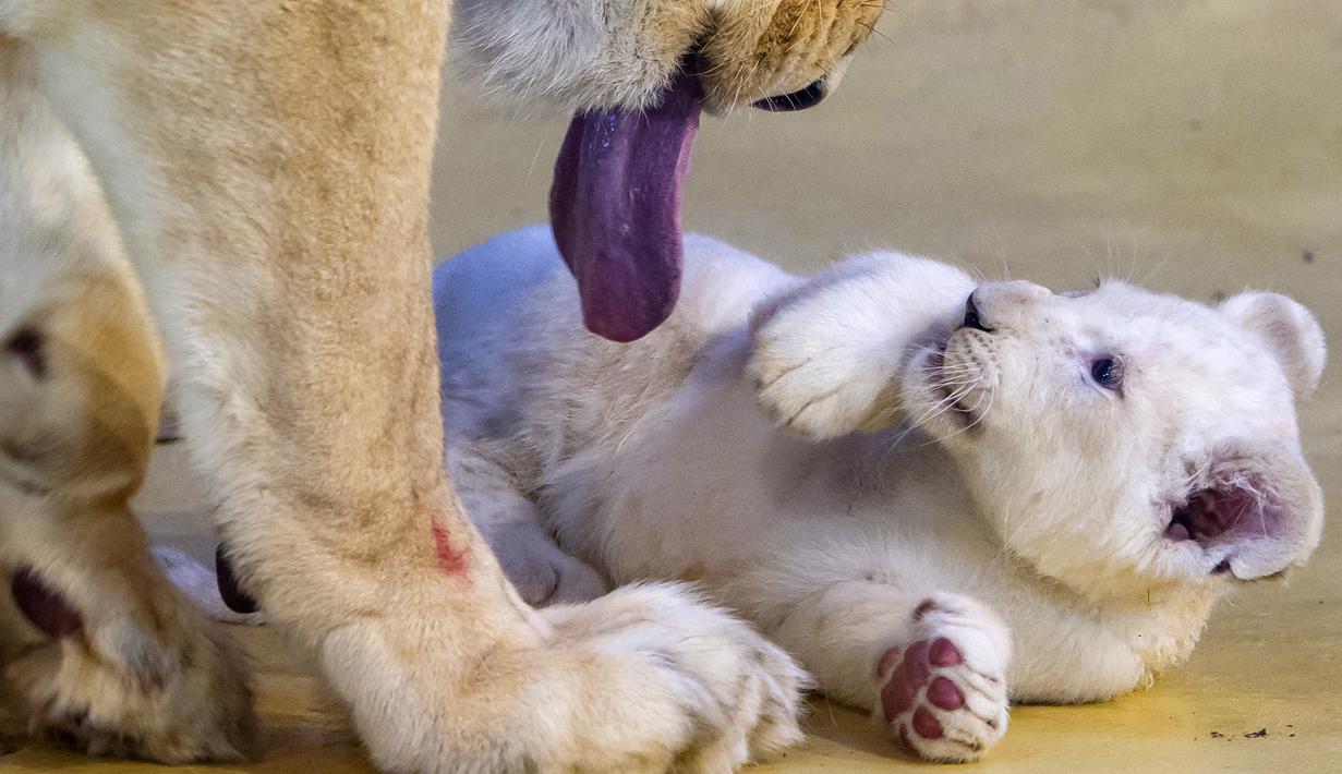 FOTO 3 Bayi Singa  Putih  Langka Lahir di Jerman Global 