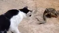 Viral, Pertarungan Langka Kucing dengan Ular yang Dimakan Kodok
