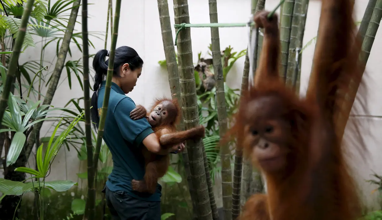 Seorang petugas sedang menggendong bayi Orangutan di  kantor perlindungan satwa liar, Kuala Lumpur , Malayasia, Senin (19/10/2015).  Perdagangan satwa liar diperkirakan mencapai Ratusan Miliar dalam setahun ini di seluruh dunia. (REUTERS/Olivia Harris)