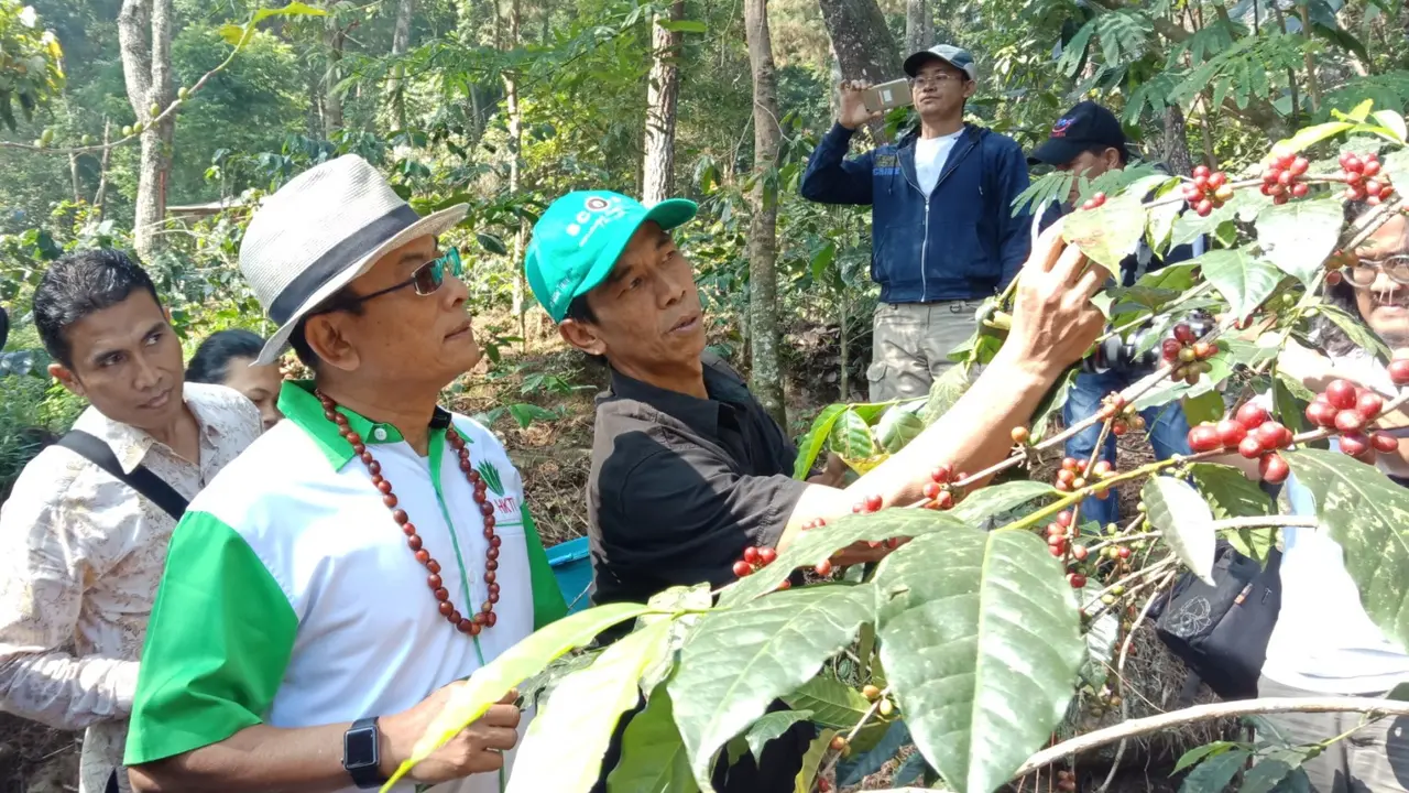 Kepala Kantor Staf Presiden (KSP) menghadiri panen kopi di Gunung Puntang