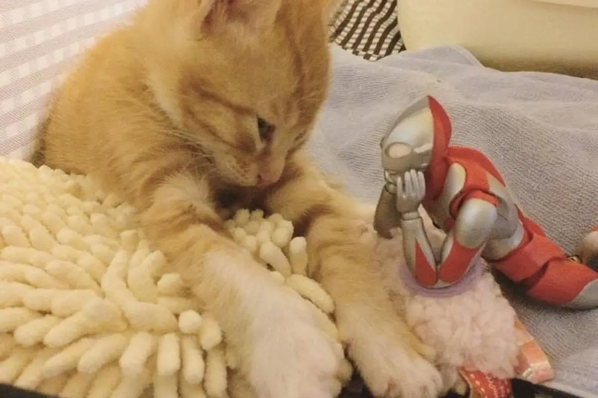 [Bintang] Kucing 