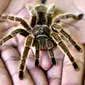 Gambar perbandingan ukuran tarantula dengan tangan manusia (dari globalgrind.com)