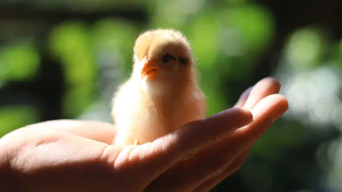 Ilustrasi persahabatan dengan ayam/dok. Unsplash designervn