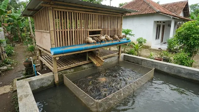 Ide Tata Letak Kolam Lele dan Kandang Bebek