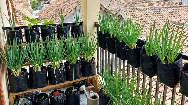 Kebun Sayur Kecil di Balkon Kos (Foto: AI)