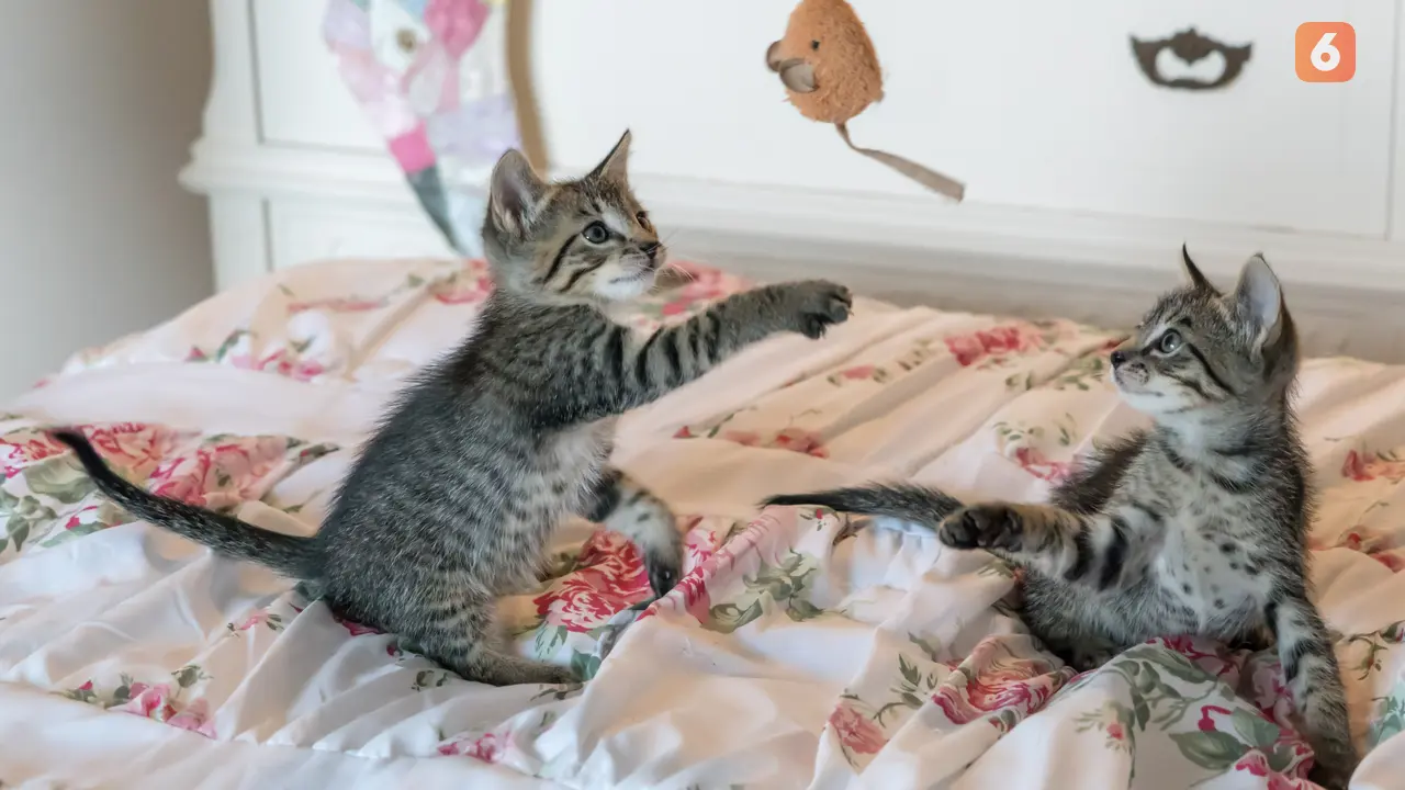 Kucing (pixel.com)