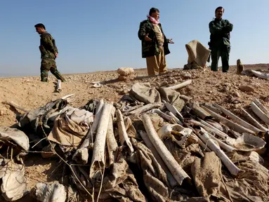Tulang belulang terlihat di sebuah kuburan massal yang diduga lokasi makam anggota Yazidi Irak di pinggiran kota Sinjar, 30 November 2015. Pasukan Kurdi menemukan kuburan ini usai berhasil merebut kembali kota Irak dari militan ISIS. (Reuters/Ari Jalal)