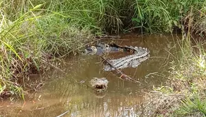Unggah Foto Buaya Buatan AI di Singapura, Warga Myanmar Terancam Dipenjara