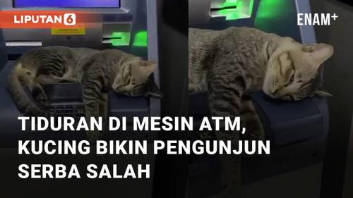 VIDEO: Tiduran di Mesin ATM, Kucing Ini Bikin Pengunjung Serba Salah